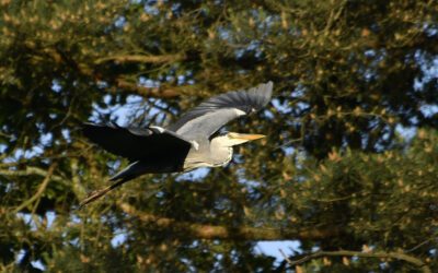 Vogels