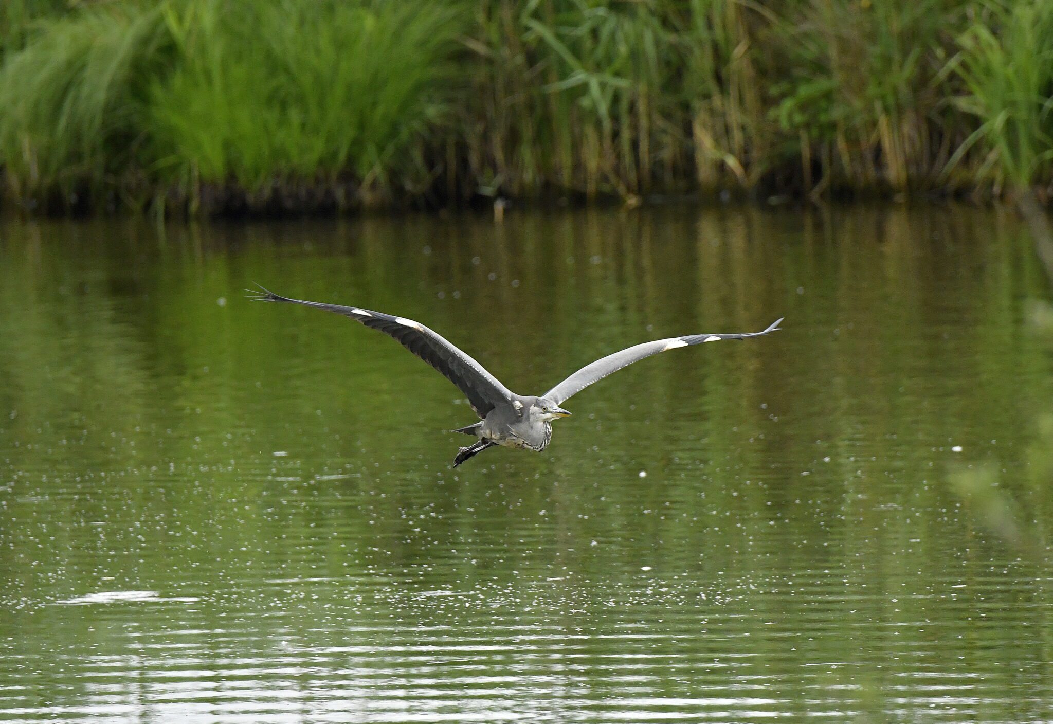 _DSC4146 – kopie