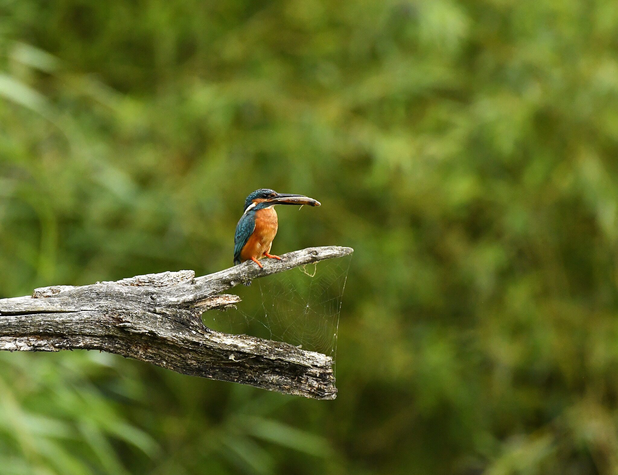 _DSC4153 – kopie – kopie