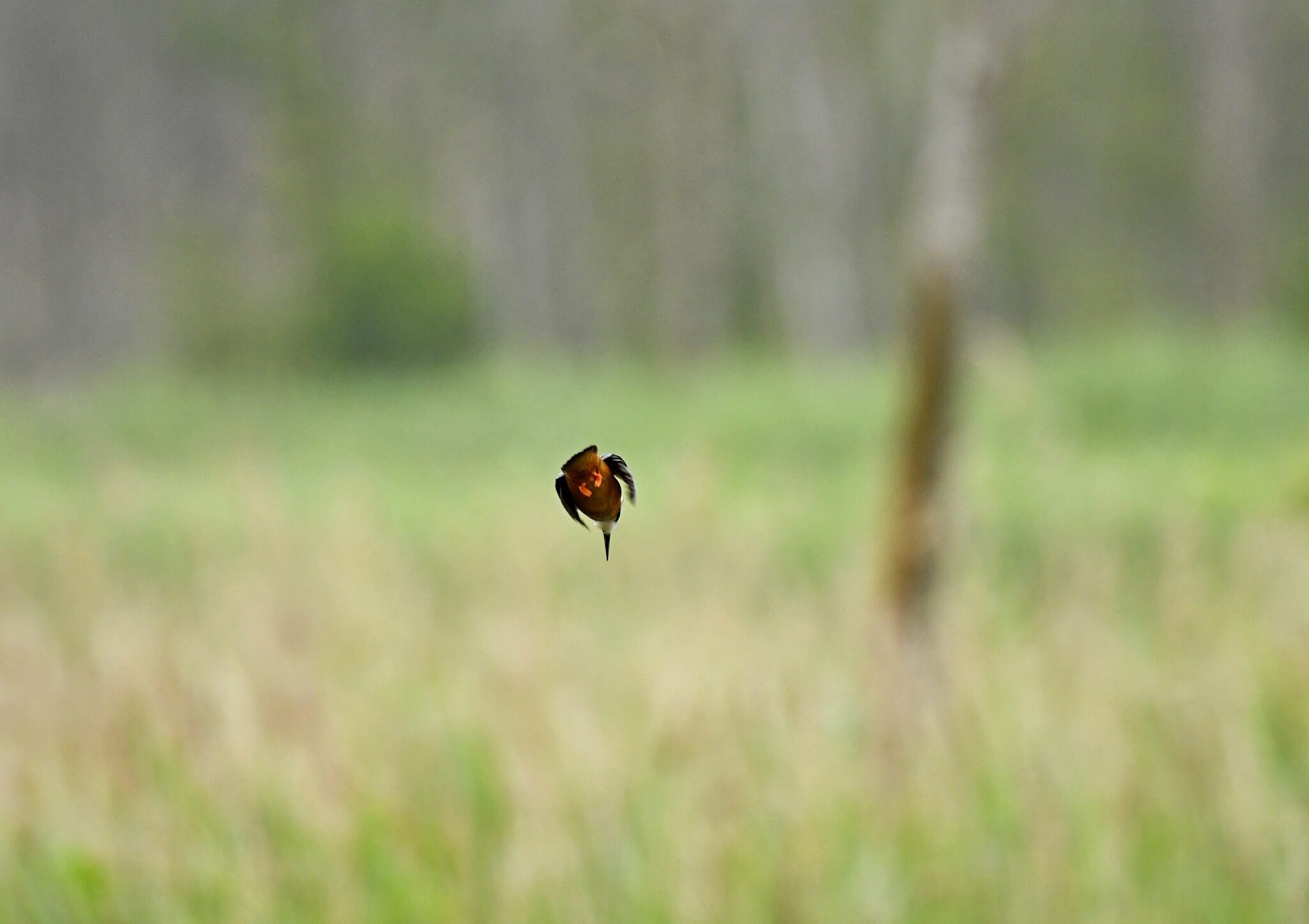 _DSC4160 – kopie
