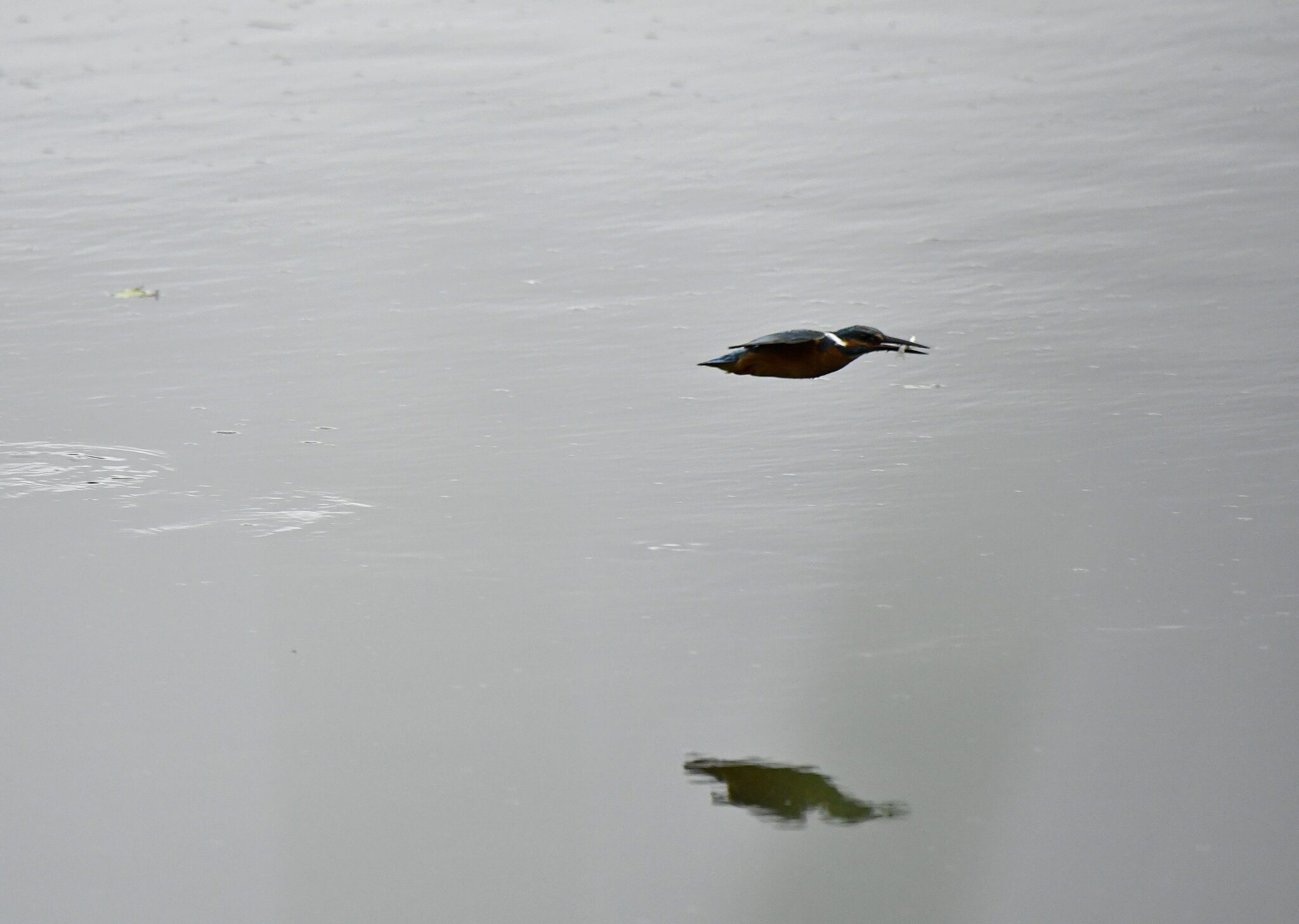 _DSC4165 – kopie