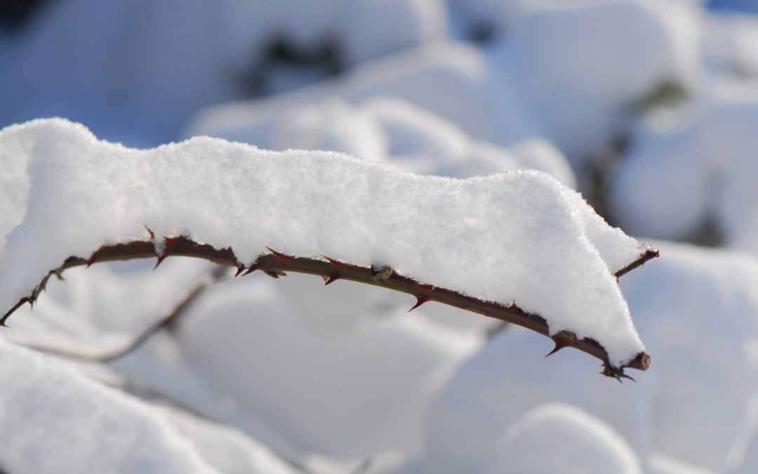 Sneeuw/Winter