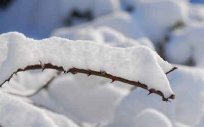 Sneeuw/Winter