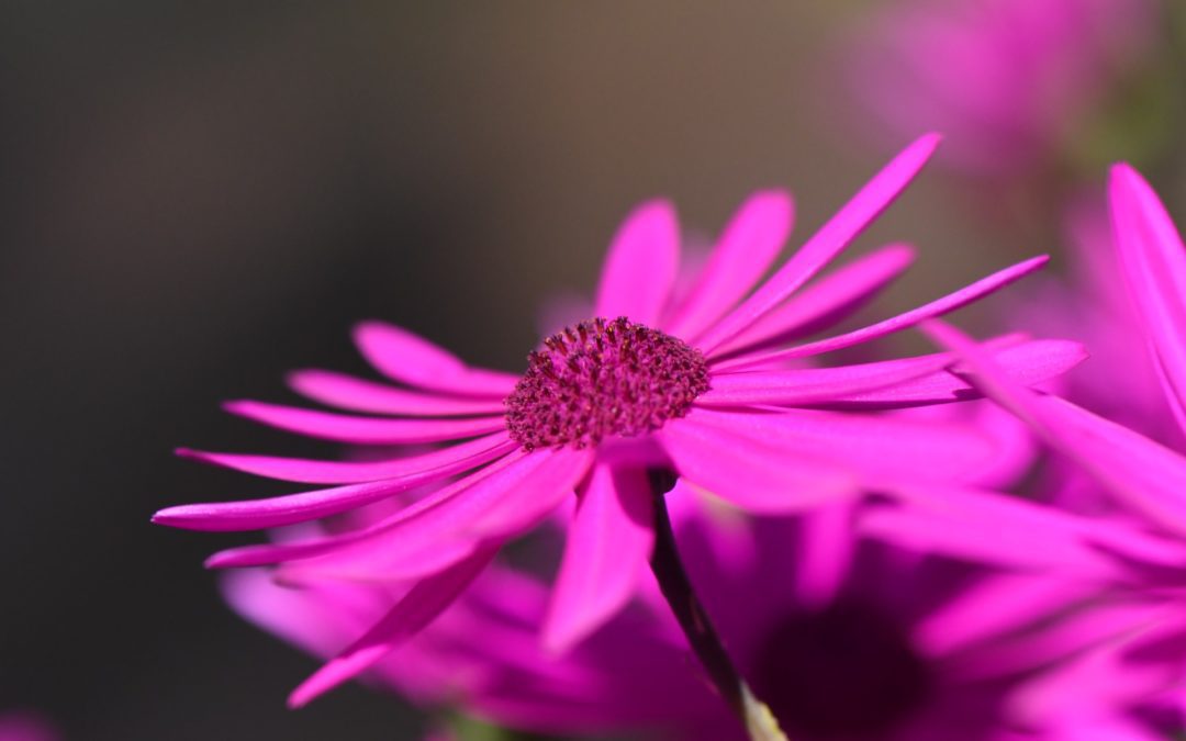 Bloemen/Planten