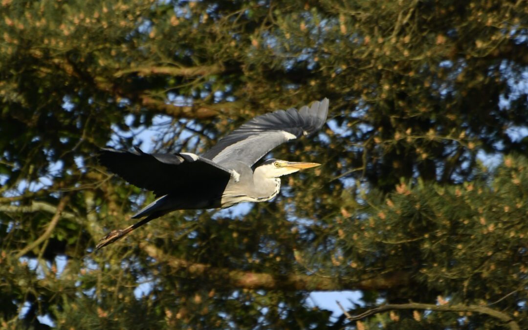 Vogels