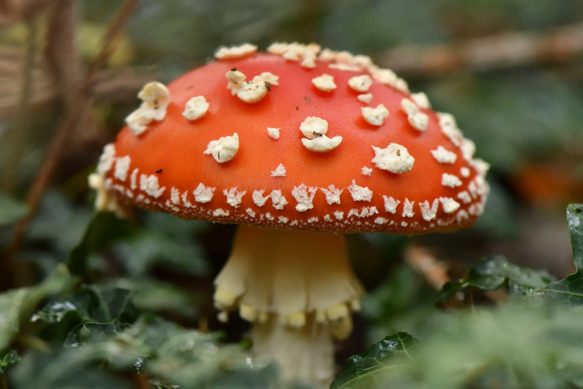 Paddestoelen / Zwammen