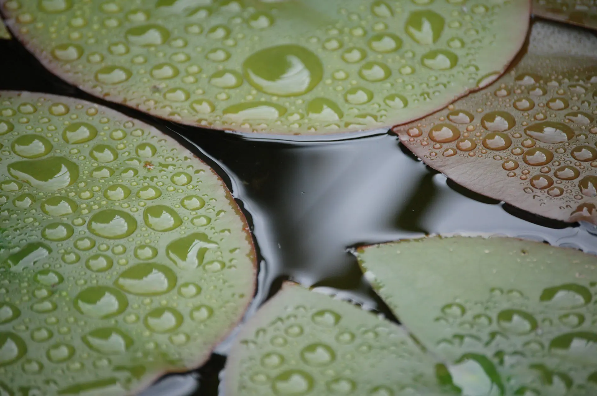Foto-2-druppels-op-Leliebladeren-