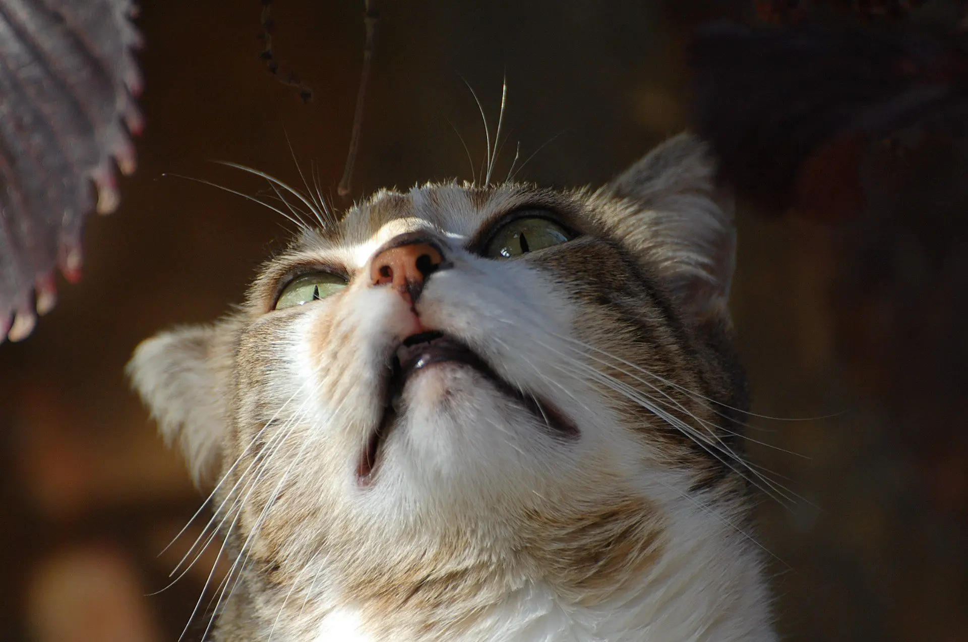 Foto-6-Kat-Grand-Canaria