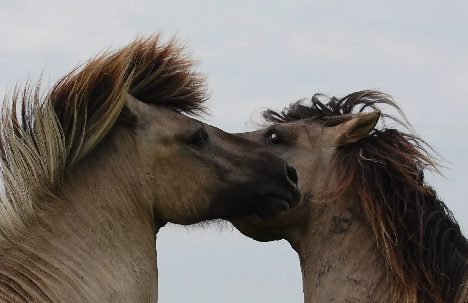 Kopie-2-van-foto-185