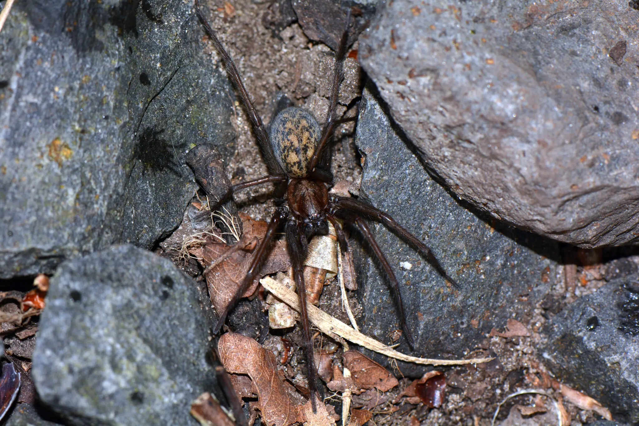 DSC_4099